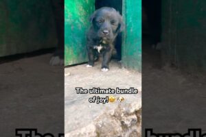 The Fluffiest Little Love | cutest puppies | dog lovers #puppyvideos #puppylife #bestpuppy  #viral