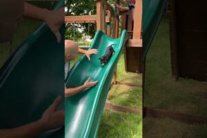 The Funniest Animal Videos Of The Decade 😹