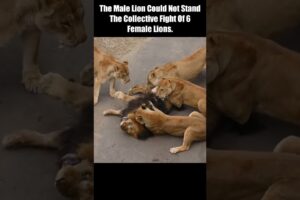 The Male Lion Could Not Stand The Collective Fight Of 6 Female Lions. #short #Animal Secrets #animal