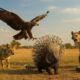 The Porcupine’s Last Stand 🦔 | Fights 6 Deadly Predators in One Epic Battle 4K