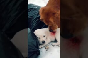 The Smart Dog Asked the Grandfather to Save the Abandoned Puppy #animalrescue #rescue #puppy