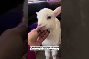 The stuck lamb #wildliferescue #lovestory #animals #cute#lamb #rescue #rescuestory  #pets#sheep