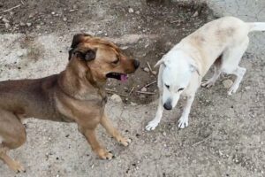 This New Dog’s Personality Hit Instantly. Thalia Fell in Love Too. Both Were Chained - Takis Shelter