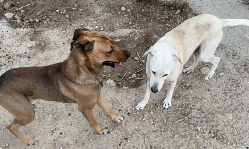 This New Dog’s Personality Hit Instantly. Thalia Fell in Love Too. Both Were Chained - Takis Shelter