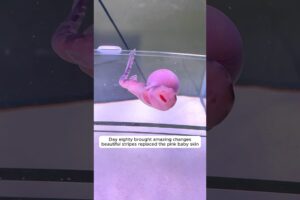 This boy rescued a baby shark egg and then something incredible happened