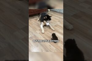 This dog just wanted to be friends with the kittens, but they didn’t understand 😂