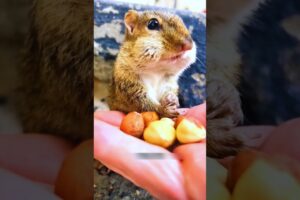 This is the cutest squirrel 🐿️ in the world 🌍