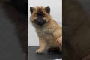 This might be the cutest puppy that has ever existed