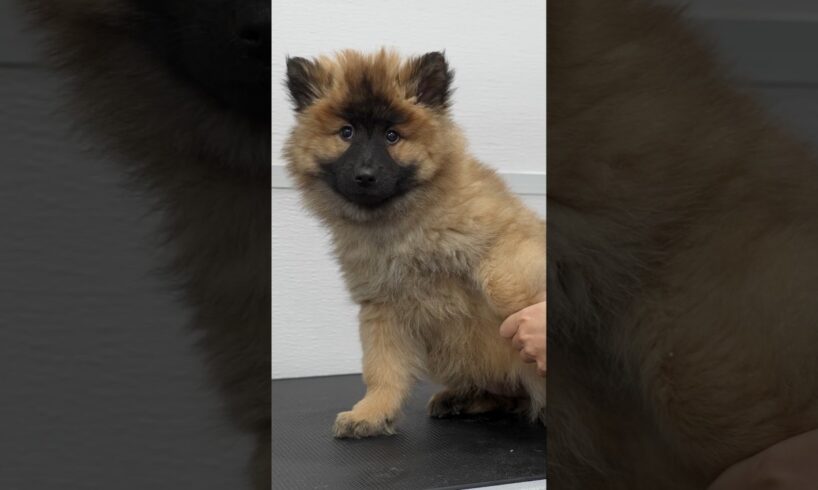 This might be the cutest puppy that has ever existed