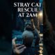 This stray cat was RESCUED at 2AM… watch what happened next 😢💔 #rescue