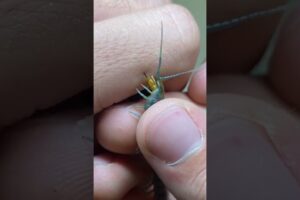 Tiger Centipede Bite