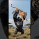 Tiger vs Gorilla: A Father’s Wild Rescue Mission! 🐯🦍 #GorillaAttack #TigerAttack