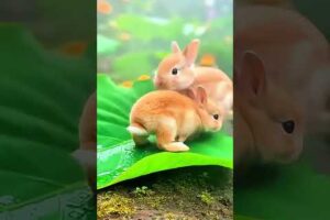 Tiny Bunnies Playing in the Leaves 🍂🐇✨ #rabbit #mycuterabbit #animals #cutebunny #cuteanimals