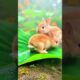 Tiny Bunnies Playing in the Leaves 🍂🐇✨ #rabbit #mycuterabbit #animals #cutebunny #cuteanimals