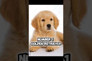 Top 3 cutest puppies ever! 🐶💖 Tiny paws, big smiles — pure cuteness! #puppies #cute #shorts