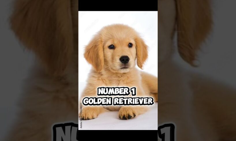 Top 3 cutest puppies ever! 🐶💖 Tiny paws, big smiles — pure cuteness! #puppies #cute #shorts