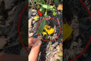 Top 5 Animals That Help Keep Our Planet Alive 🌍🐾 #animals #top5 #Wildlife #Ecosystem #Shorts