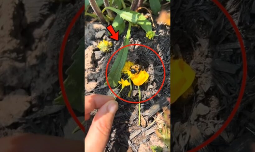 Top 5 Animals That Help Keep Our Planet Alive 🌍🐾 #animals #top5 #Wildlife #Ecosystem #Shorts