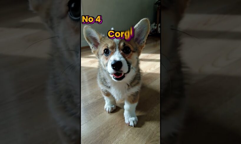 Top 5 Cutest Puppies Ranked