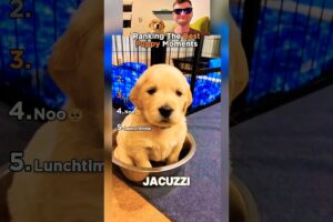 Top 5 Cutest Puppy Moments