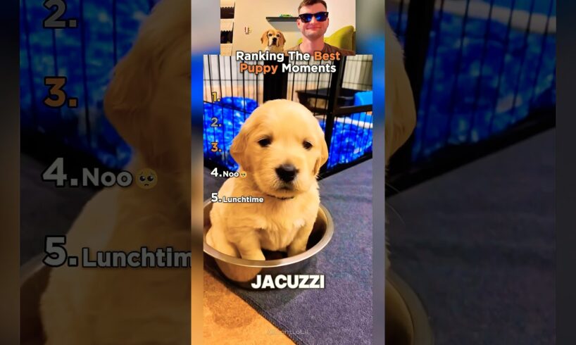 Top 5 Cutest Puppy Moments