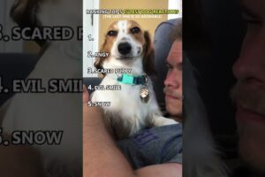 Top 5 Cutest Puppy Reactions 🐕💕#shorts #top5