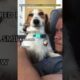 Top 5 Cutest Puppy Reactions 🐕💕#shorts #top5