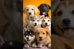 Top 8 Cutest Puppies Ever! 🐶💖 #shorts #shortvideo #shortsfeed #cute #puppies #dogsoftiktok