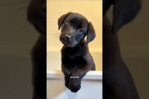 Top Four Cutest Puppies Ever in A World 😍🐾 #top4 #cutest #puppy #puppydog #fyp #puppypalace