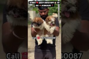 Top 🏆 quality Shih Tzu puppy 🐶 for sale in Bangalore at low price 💥 #pets #petlover