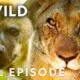 Total Domination (Full Episode) | Animal Fight Night | Nat Geo Animals