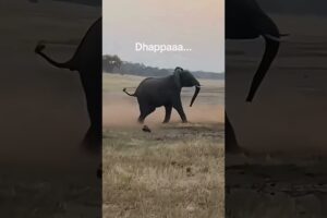 Toughest Idiot:The Honey Badger প্রতিদিন নিজের মৃত্যুর ফাঁদে পা দেয় তবুও বেঁচে থাকে হানি ব্যাজার !