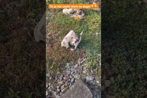 Tu jo hai saath mere to dagar🥰🥰#shorts #cutest puppies loves me #newborn puppies #shortsfeed #dog