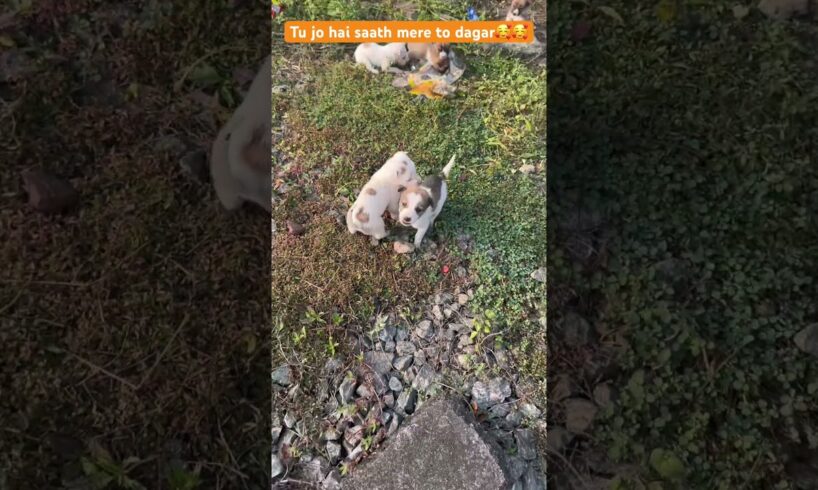 Tu jo hai saath mere to dagar🥰🥰#shorts #cutest puppies loves me #newborn puppies #shortsfeed #dog