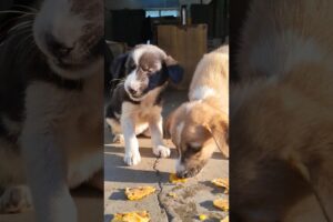 Two Cute Puppies Eating Together 🐶❤️ | Adorable Puppy Feeding Moment #shorts