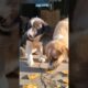 Two Cute Puppies Eating Together 🐶❤️ | Adorable Puppy Feeding Moment #shorts