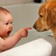 Ultimate Baby & Dog Moments: The Sweetest And Cutest Duo - Funny Babies Video || COOL PEACHY🍑