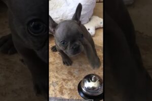 Viral Lovely Puppies 🐶💖 | The Cutest Puppy Moments Ever!