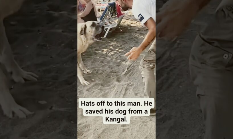 WWYD? Man stops big Kangal from attacking his dog! wow! #kangal #dog #shorts
