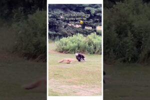 Wait to watch them play 🥹 #wholesome #animals