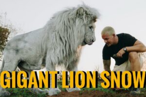 Walk with the Giant Lion Snow - Dean Schneider