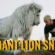 Walk with the Giant Lion Snow - Dean Schneider