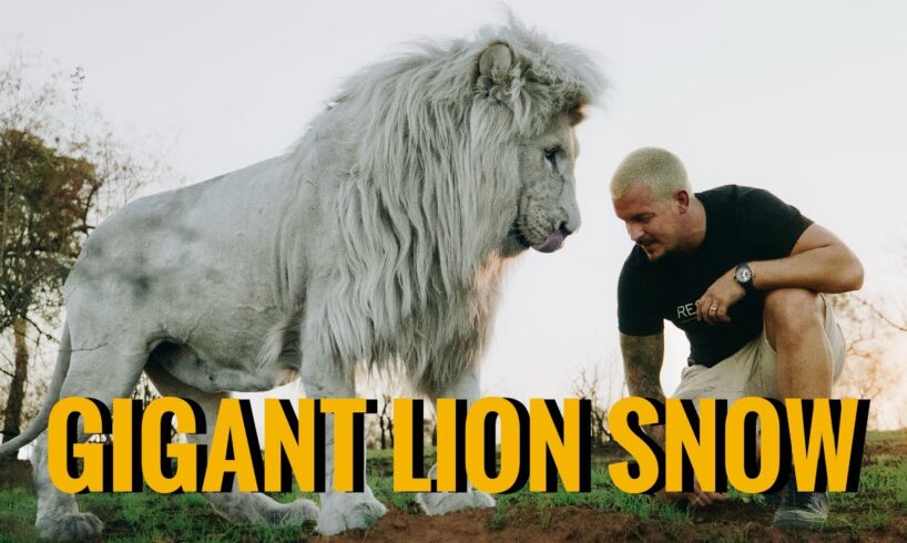 Walk with the Giant Lion Snow - Dean Schneider