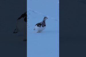 Walking into 2026 ❄️ ✨ #Shorts #Animals