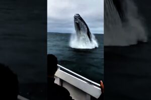 Whale attack #shorts #whale