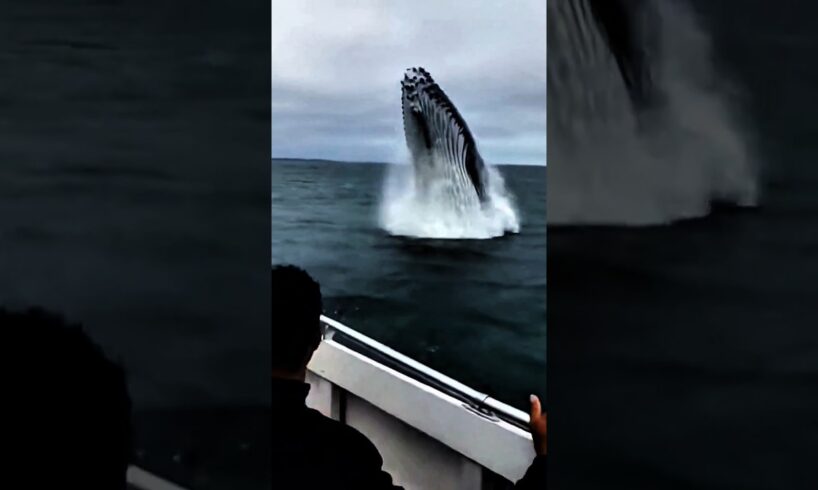 Whale attack #shorts #whale