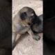 What Cutest Puppies They Are!#shorts #shortvideo