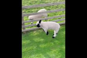 When a Lamb Discovers Jumping    Magic Happens! ✨ #cutefarmanimal #animals #funny #cute