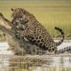 Why Do Crocodiles Hate Jaguars | Animal Fight