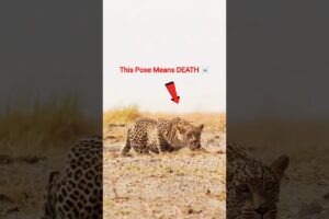 Why Hyenas fear Leopard? | Leopard vs Hyena:  #shorts #factlinker